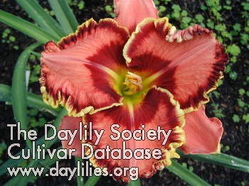 Daylily Fearfully and Wonderfully Made
